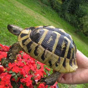 Tortue Hermann - tortues de terre