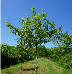 Verger A saisir - Région Halanzy