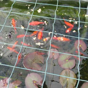 Jolis poissons de bassin à donner