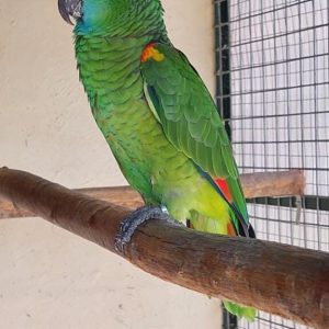 Perroquet Amazon a front bleu