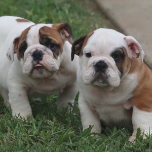 Chiots Bouledogue Anglais Disponibles.