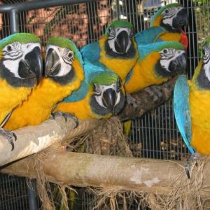 Dispo des perroquets de toutes races.