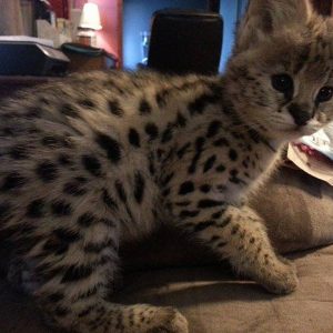 Chatons savannah et caracal tous des priorité