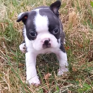vends chiots BOSTON TERRIER LOF