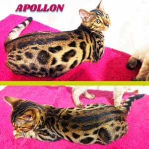 Chatons Bengal LOOF
