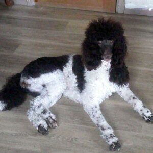 vend jeune caniche royal femelle