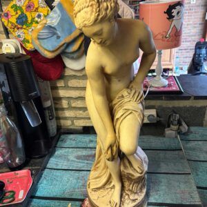 Vénus pudique – Reproduction