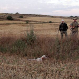 Exclusif et inédit !! / Séjours de dressage de vos chiens d'arrêt hors saison ! Espagne.