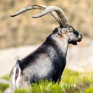 IBEX DE GREDOS / Espagne.