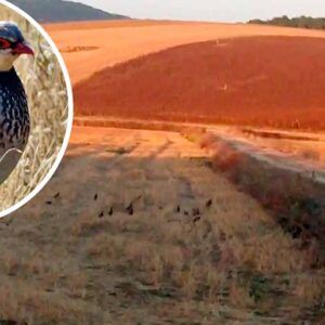 " CHASSE ECONOMIQUE " AUX PERDRIX ROUGES EN CATALOGNE-NORD. / Espagne.