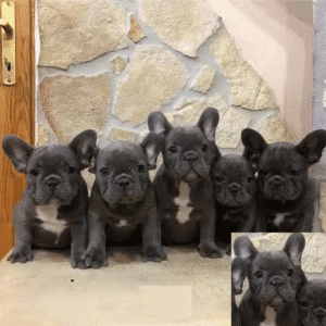 Chiots Bouledogue Français à vendre.
