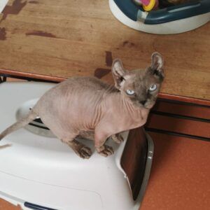 Magnifiques chats nus Dwelf et Elf