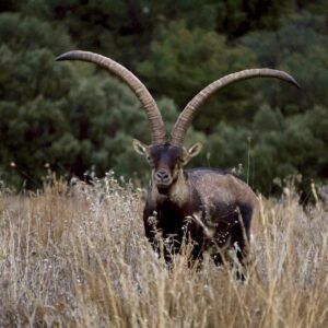 IBEX DE BÉCEITE / Espagne.