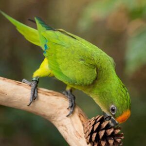 Conure couronnée mâle