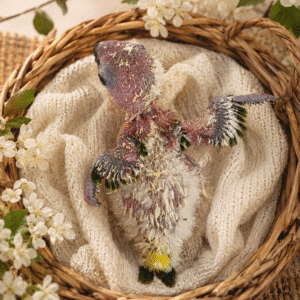 Conure soleil
