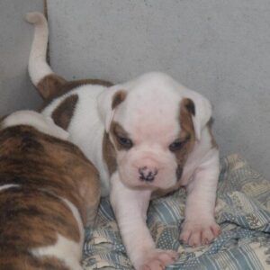 adorable chiot femelle bouledogue américain